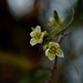Kageneckia angustifolia - Photo (c) danielaperezorellana, algunos derechos reservados (CC BY-NC-ND)