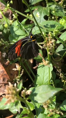 Pereute charops charops