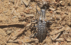 Homocyrtus bonni