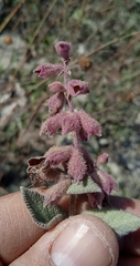 Salvia lasiantha