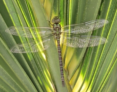 Coryphaeschna ingens