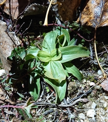 Centaurium grandiflorum