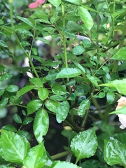 Rosa