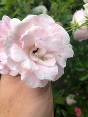 Rosa