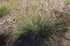 Ecdeiocolea monostachya