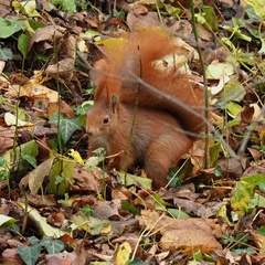 Sciurus vulgaris