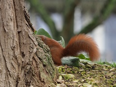 Sciurus vulgaris