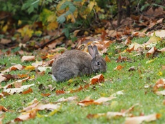 Oryctolagus cuniculus