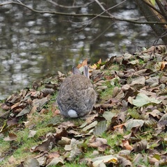 Oryctolagus cuniculus