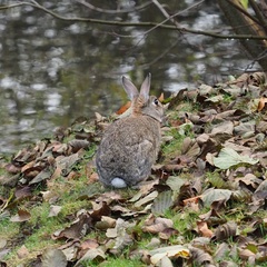 Oryctolagus cuniculus