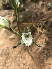 Chloraea prodigiosa