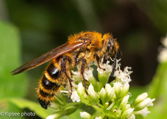 Phalerimeris phalerata