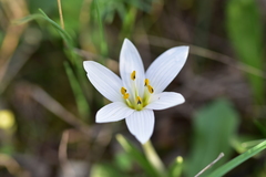 Colchicum hungaricum