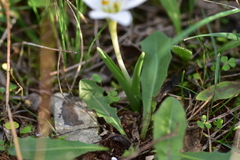 Colchicum hungaricum