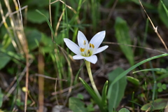 Colchicum hungaricum