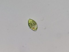 Lepocinclis caudata