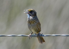 Seaside Sparrow photo 5