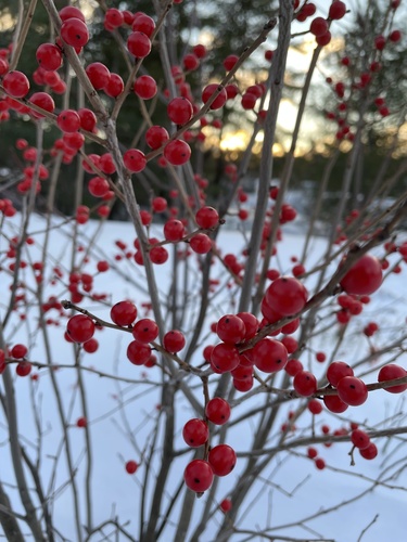 Ilex verticillata