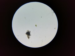 Lepocinclis caudata