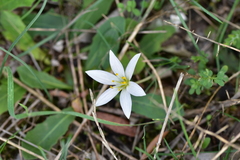 Colchicum hungaricum