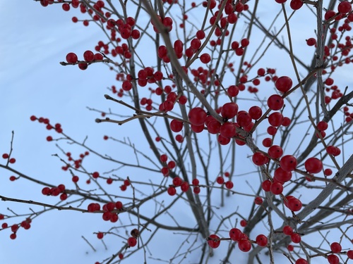 Ilex verticillata