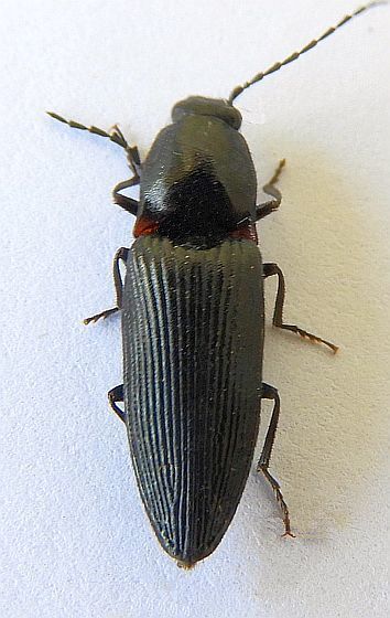 Hemicrepidius montanus
