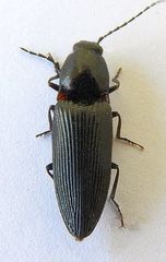 Hemicrepidius montanus