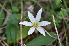 Colchicum hungaricum