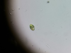 Lepocinclis caudata