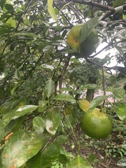 Citrus