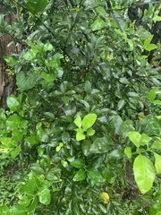 Citrus
