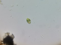 Lepocinclis caudata