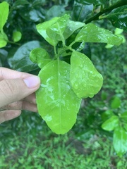 Citrus
