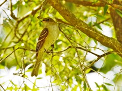 Elaenia mesoleuca