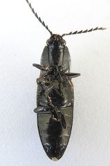Hemicrepidius montanus