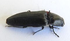 Hemicrepidius montanus