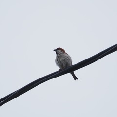 Passer cinnamomeus rutilans