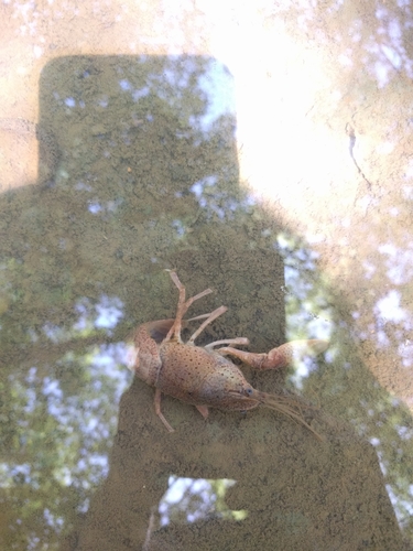 Procambarus kensleyi