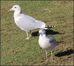 Larus californicus