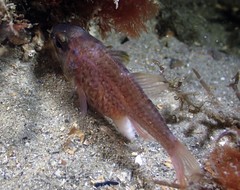 Vincentia novaehollandiae