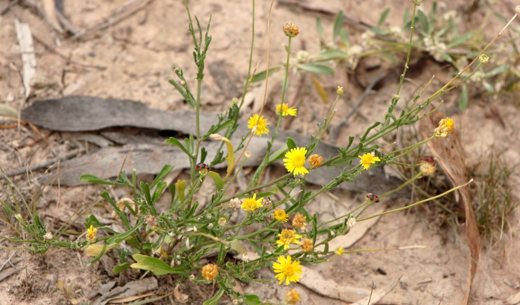 Brachyscome chrysoglossa