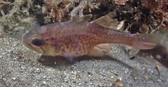 Vincentia novaehollandiae