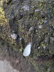 Eurema daira eugenia
