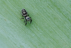 Dendryphantes