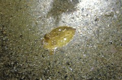 Sepia mestus
