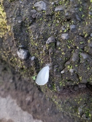 Eurema daira eugenia