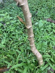Manihot esculenta