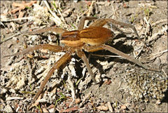 Dolomedes instabilis
