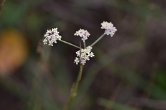 Seseli tommasinii