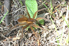 Dolomedes instabilis